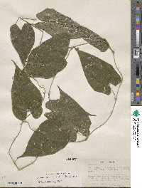 Dioscorea floribunda image