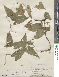 Dioscorea floribunda image