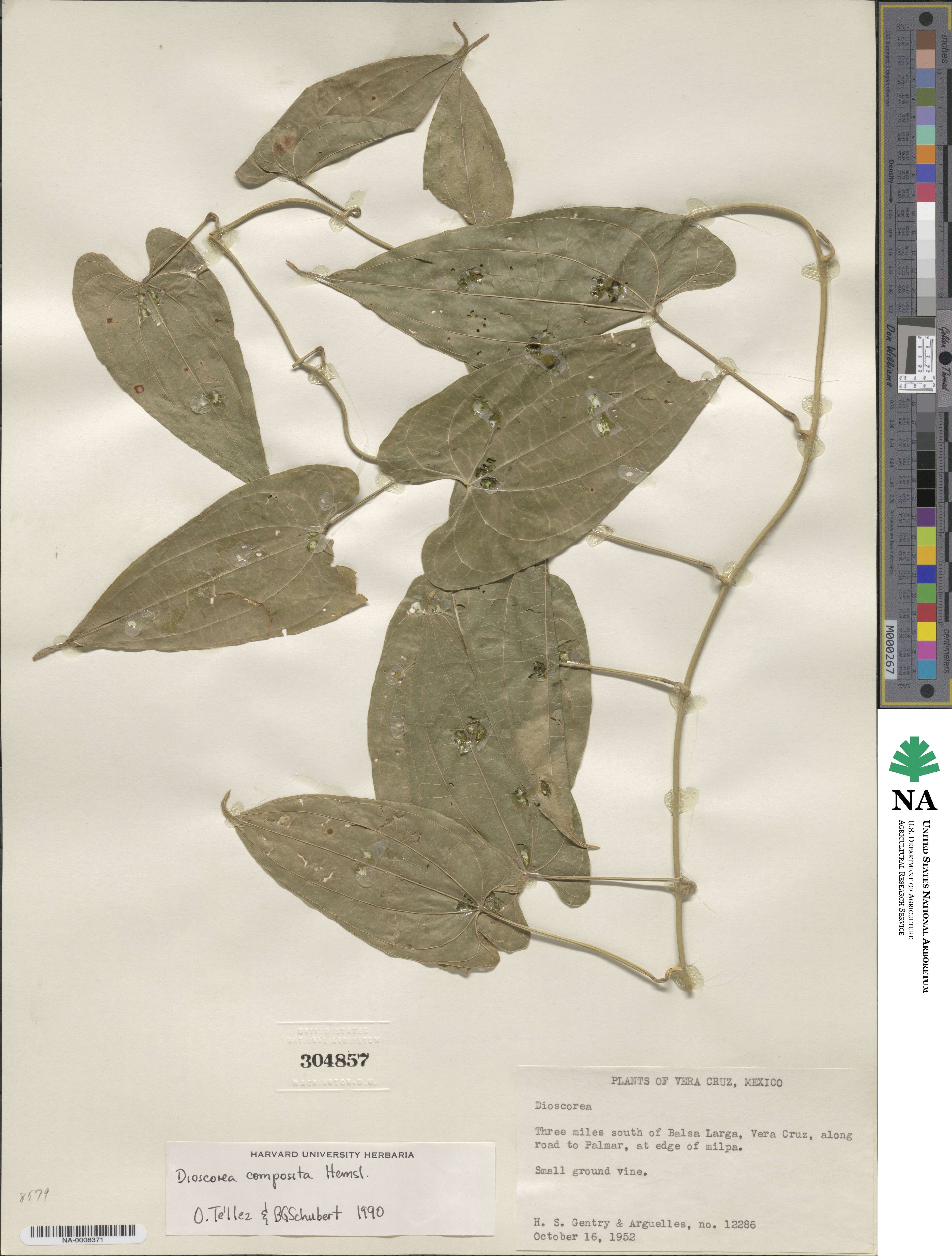 Dioscorea image