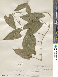 Dioscorea composita image