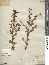 Prunus itosakura image