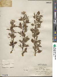 Prunus itosakura image