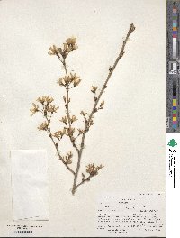 Prunus itosakura image