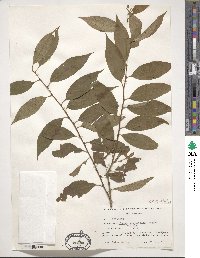 Prunus itosakura image