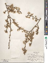 Prunus itosakura image