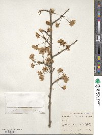 Prunus itosakura image