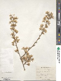 Prunus itosakura image