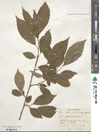 Prunus itosakura image