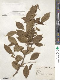 Prunus itosakura image