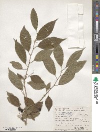 Prunus itosakura image