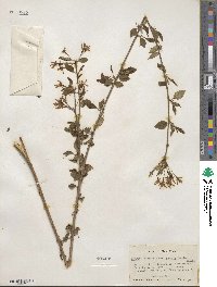 Prunus itosakura image