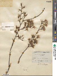 Prunus itosakura image