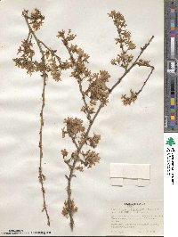 Prunus itosakura image