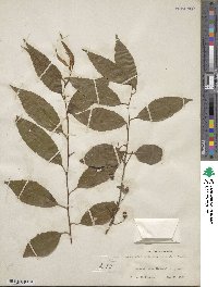 Prunus itosakura image