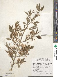 Prunus itosakura image