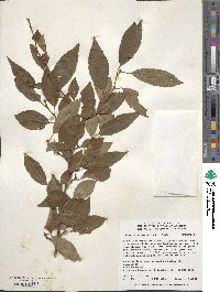 Prunus itosakura image