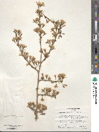 Prunus itosakura image