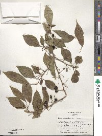 Prunus itosakura image