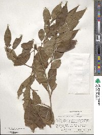 Prunus itosakura image