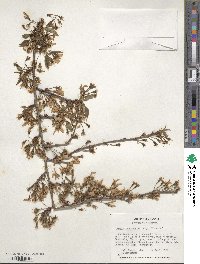 Prunus itosakura image