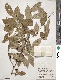 Prunus itosakura image