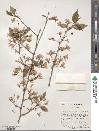 Prunus itosakura image