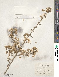 Prunus itosakura image