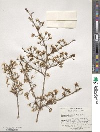 Prunus itosakura image