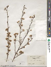 Prunus itosakura image