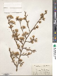 Prunus itosakura image