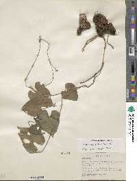 Dioscorea convolvulacea image