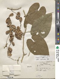 Dioscorea composita image