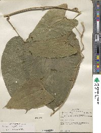 Dioscorea composita image