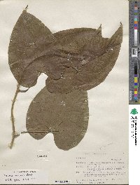 Dioscorea composita image