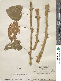 Dioscorea urophylla image