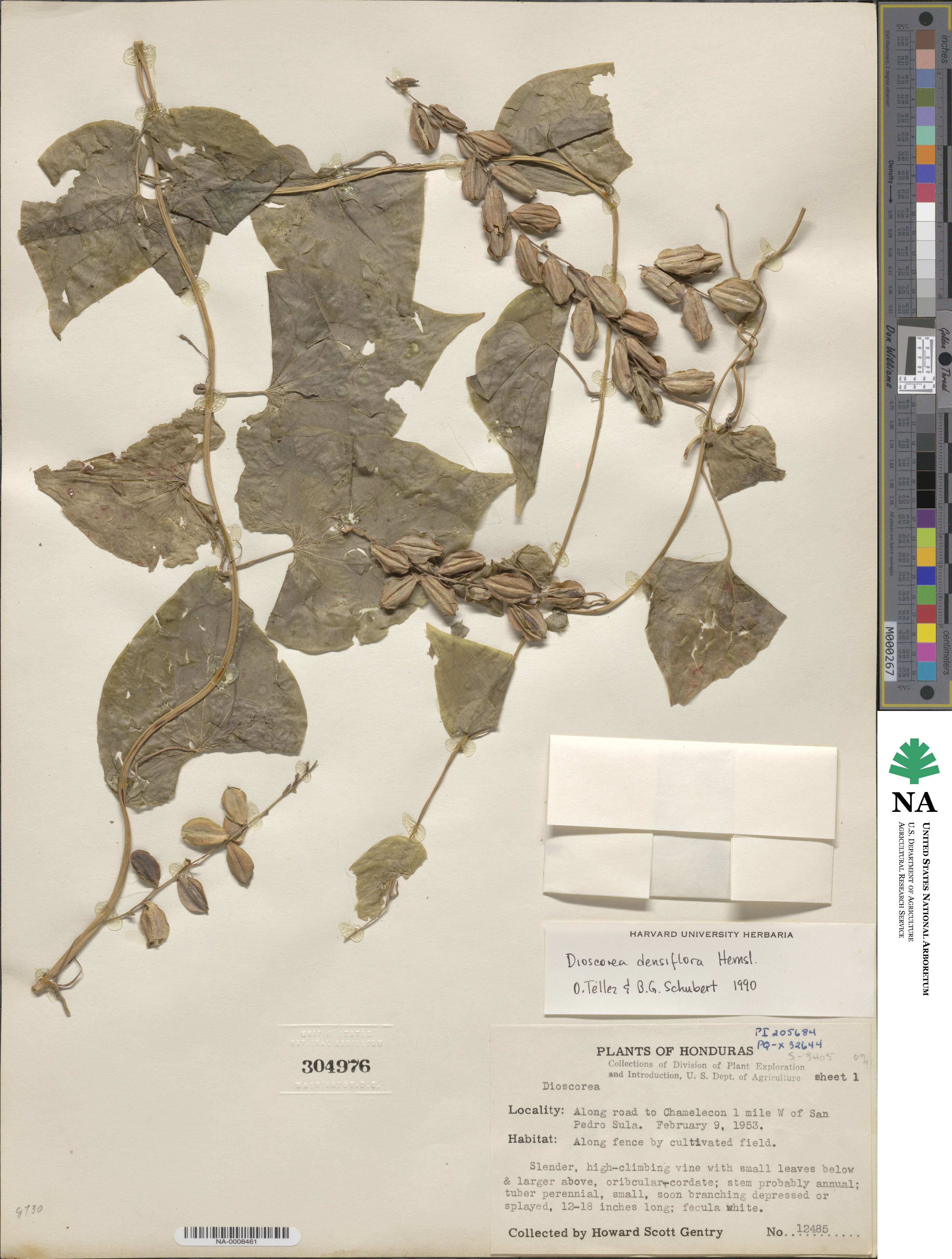 Dioscorea densiflora image