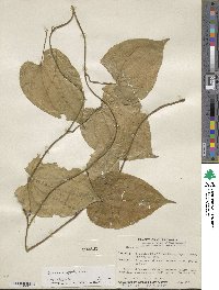 Dioscorea composita image