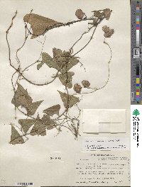 Dioscorea floribunda image