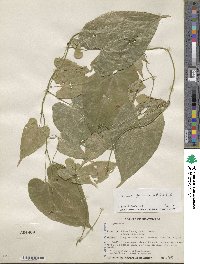 Dioscorea floribunda image