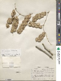 Dioscorea floribunda image