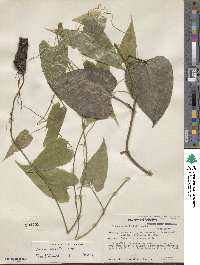 Image of Dioscorea bartlettii