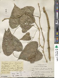 Dioscorea bartlettii image