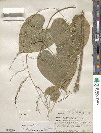 Dioscorea palmeri image