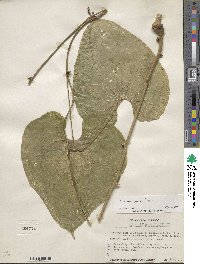 Dioscorea palmeri image