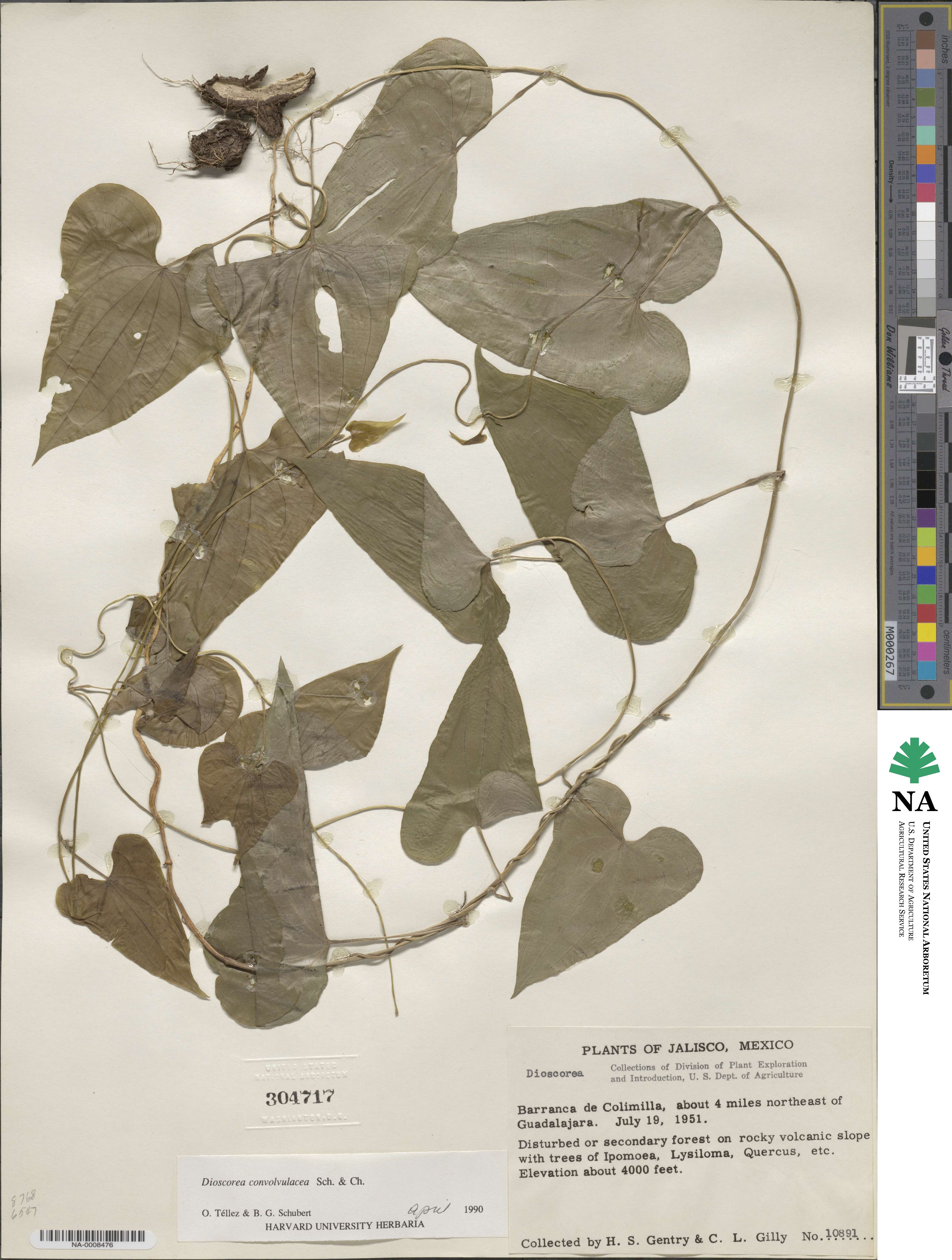 Dioscorea convolvulacea image