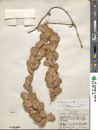 Dioscorea palmeri image