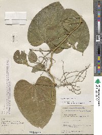 Dioscorea composita image