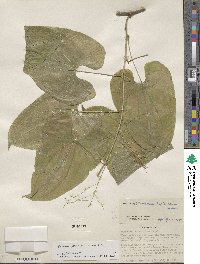 Dioscorea floribunda image