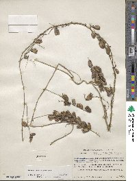 Dioscorea convolvulacea image