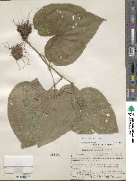 Dioscorea convolvulacea image